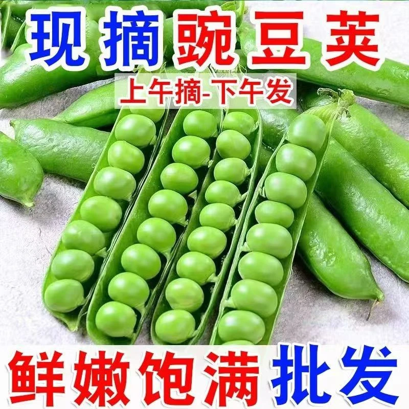 新鲜豌豆带壳青皮豌豆荚当季优质农家豌豆时令现摘现发包邮