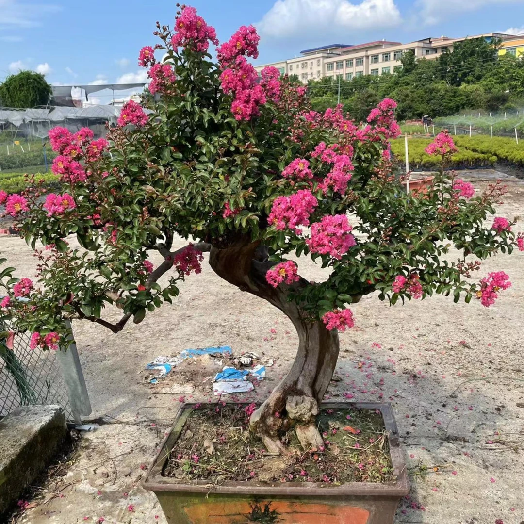 老桩榆树黄杨直播间一物一拍