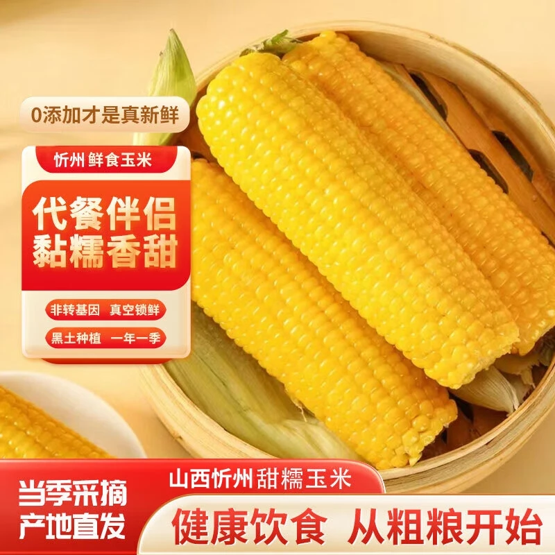 【新品种小粒黄糯玉米】山西忻州黄糯玉米非转基因产地直发减脂代餐