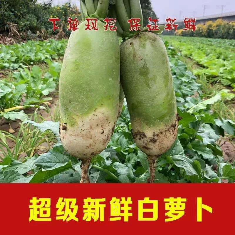 山西忻州产地新鲜现挖青萝卜白萝卜老品种农家自种现拨现发5斤9斤