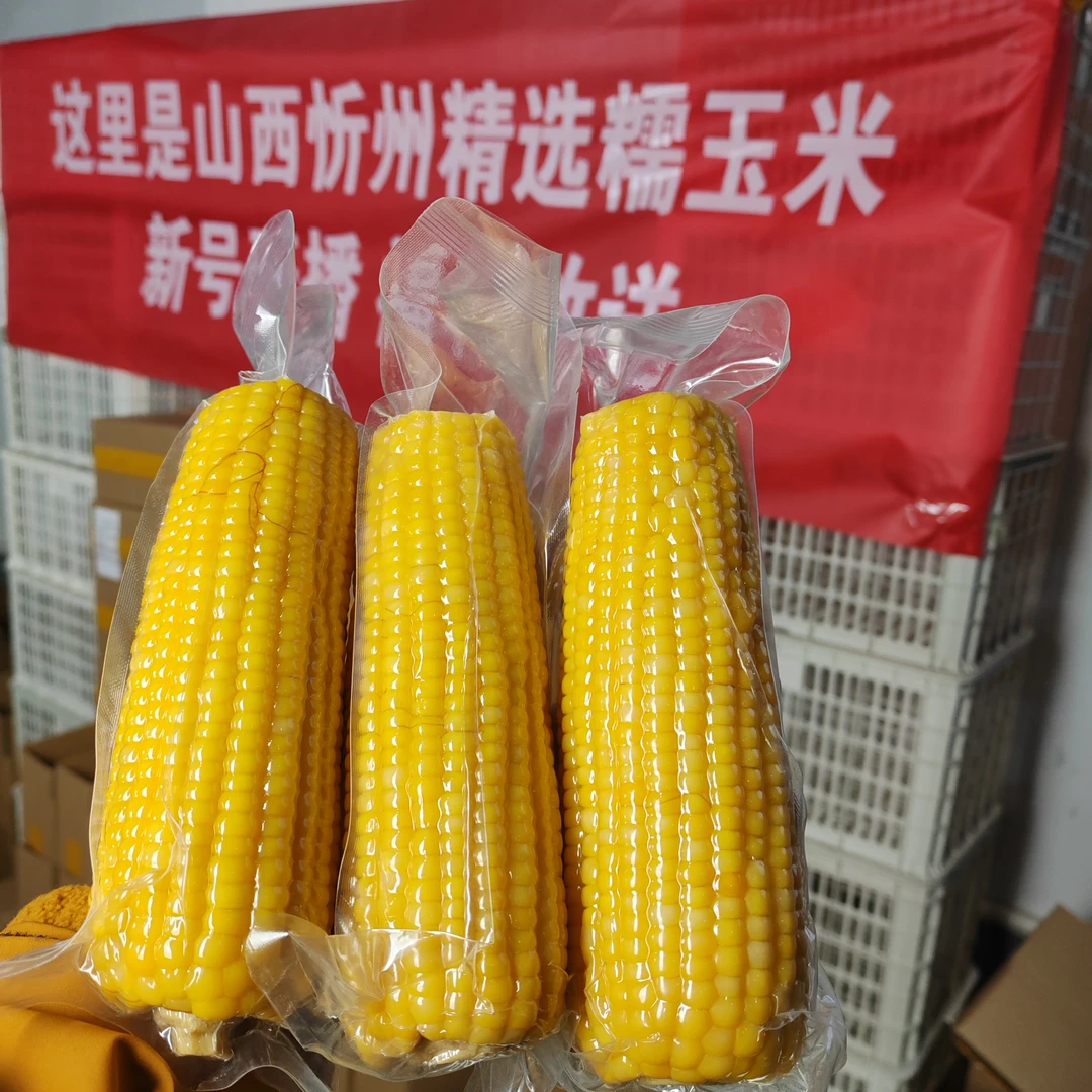 新品种小粒黄糯玉米（精选大棒）7根装山西忻州非转基因小粒更好吃