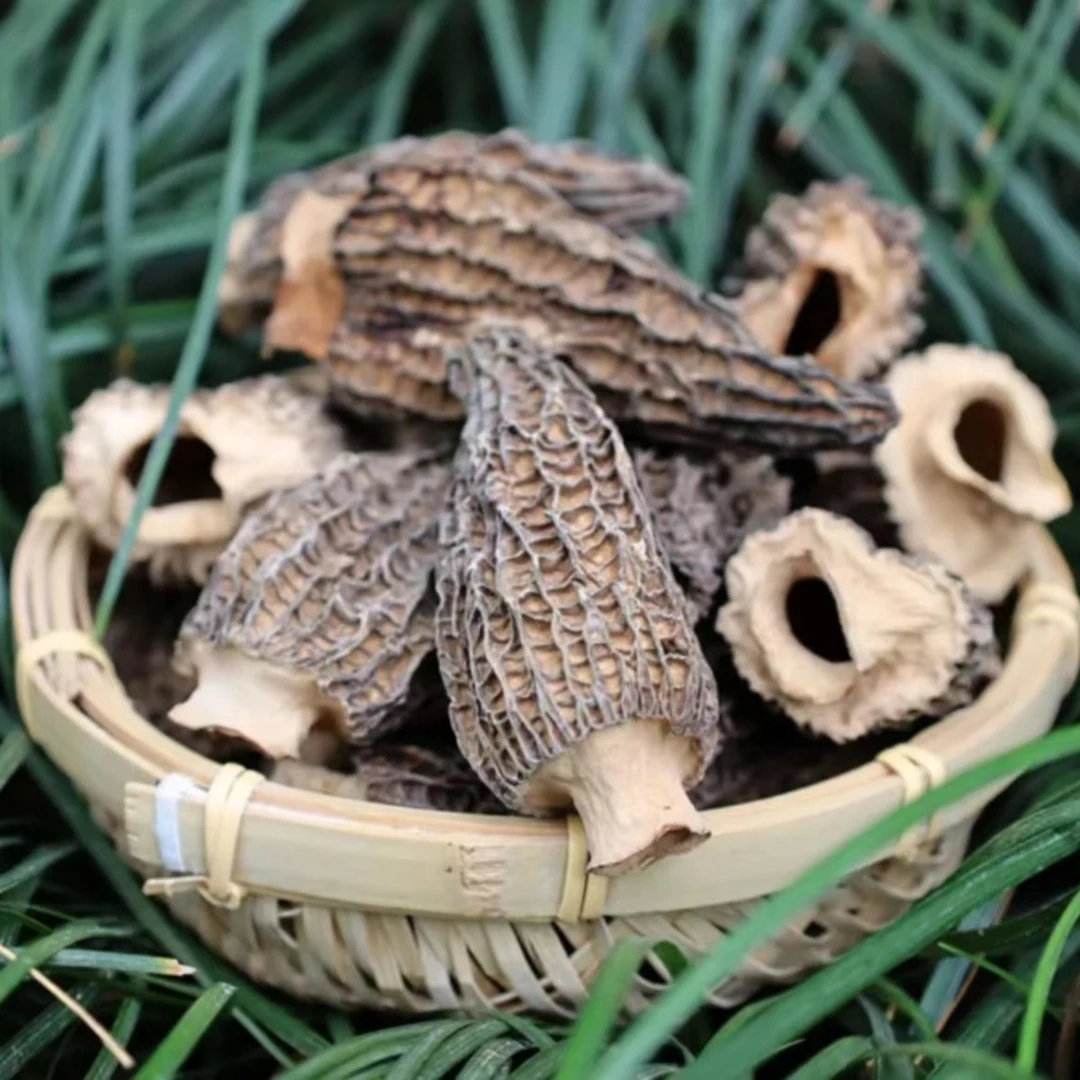 农家自产菌汤包煲汤炖汤食材食用菌类干羊肚菌（5-8cm）产地直销