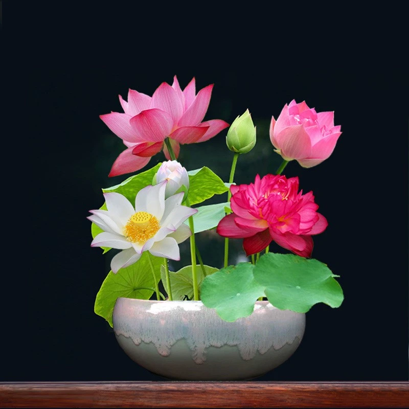 水培碗莲已开口莲子种子盆栽无土水培莲室内绿植花卉睡莲花种