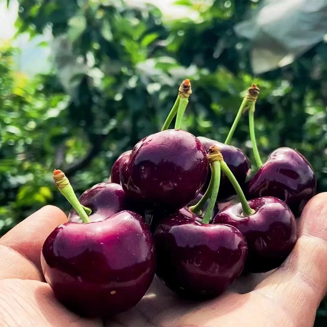 车厘子树苗樱桃树苖庭院种植车厘子苗南方北方盆栽地栽樱桃苗果树