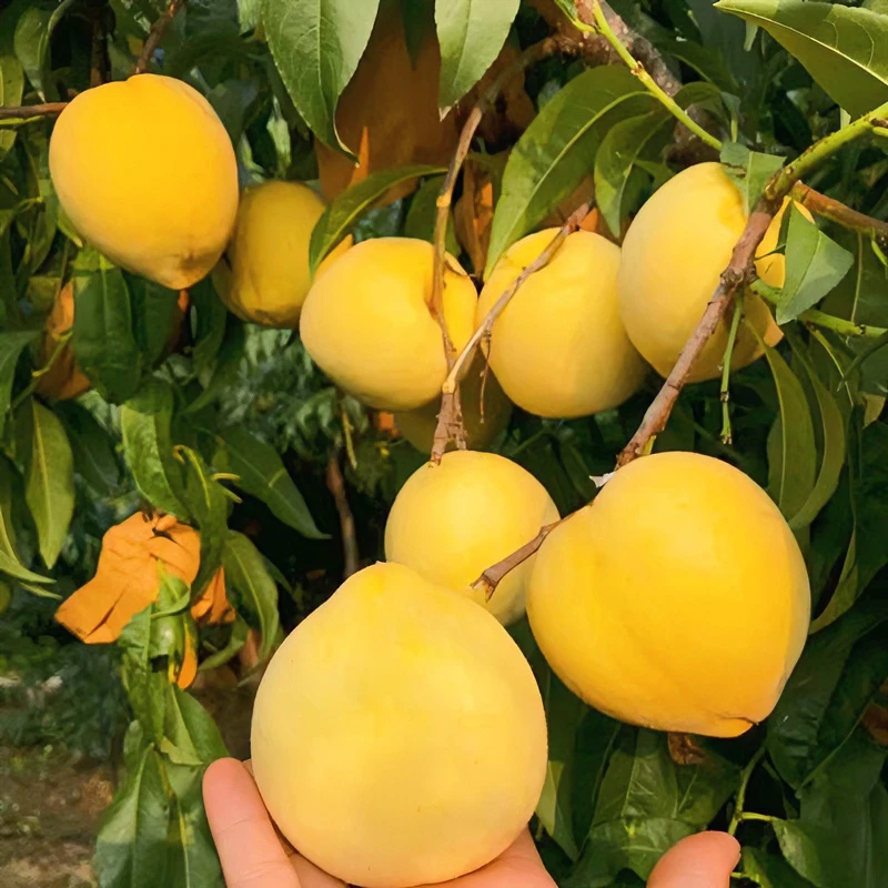 黄桃树苗桃树果苗嫁接东桃油桃树水蜜桃树苗南方北方种植当年结果