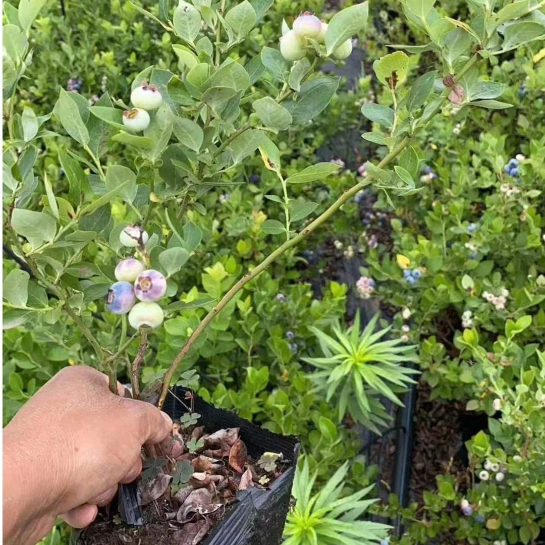 特大蓝莓树果苗盆栽地栽带果发货南北方种植奥尼尔蓝莓苗当年结果