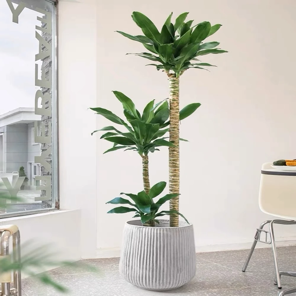 荷花铁美人铁四季常青造型绿植室内盆栽耐阴植物居家好养易活