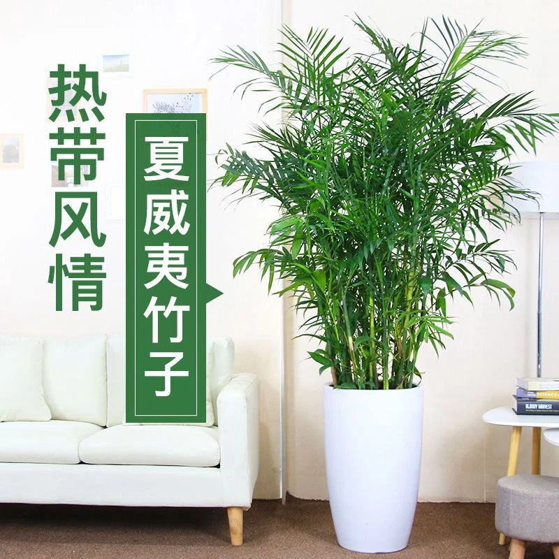 夏威夷竹子大型盆栽绿植客厅室内四季常青吸甲醛净化空气好养植物