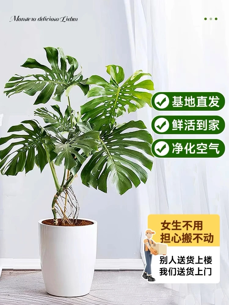 老桩龟背竹观叶植物办公室内客厅大盆栽绿植物盆景净化空气吸甲醛