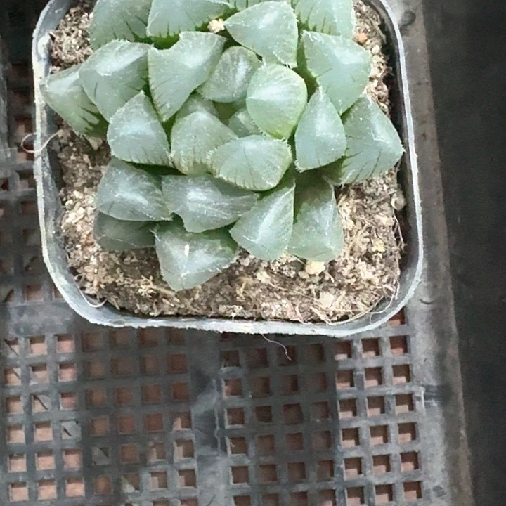 白赤线多肉植物原土