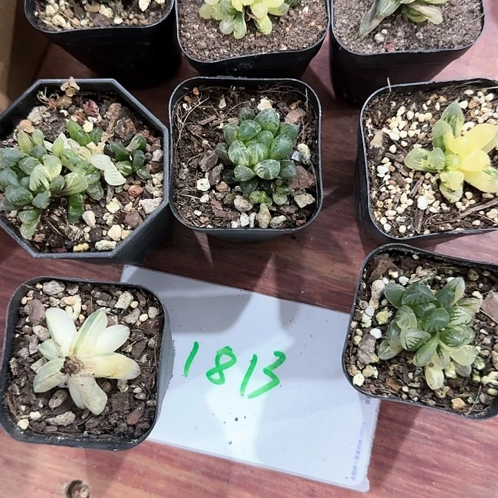 8颗多肉玉露景植物