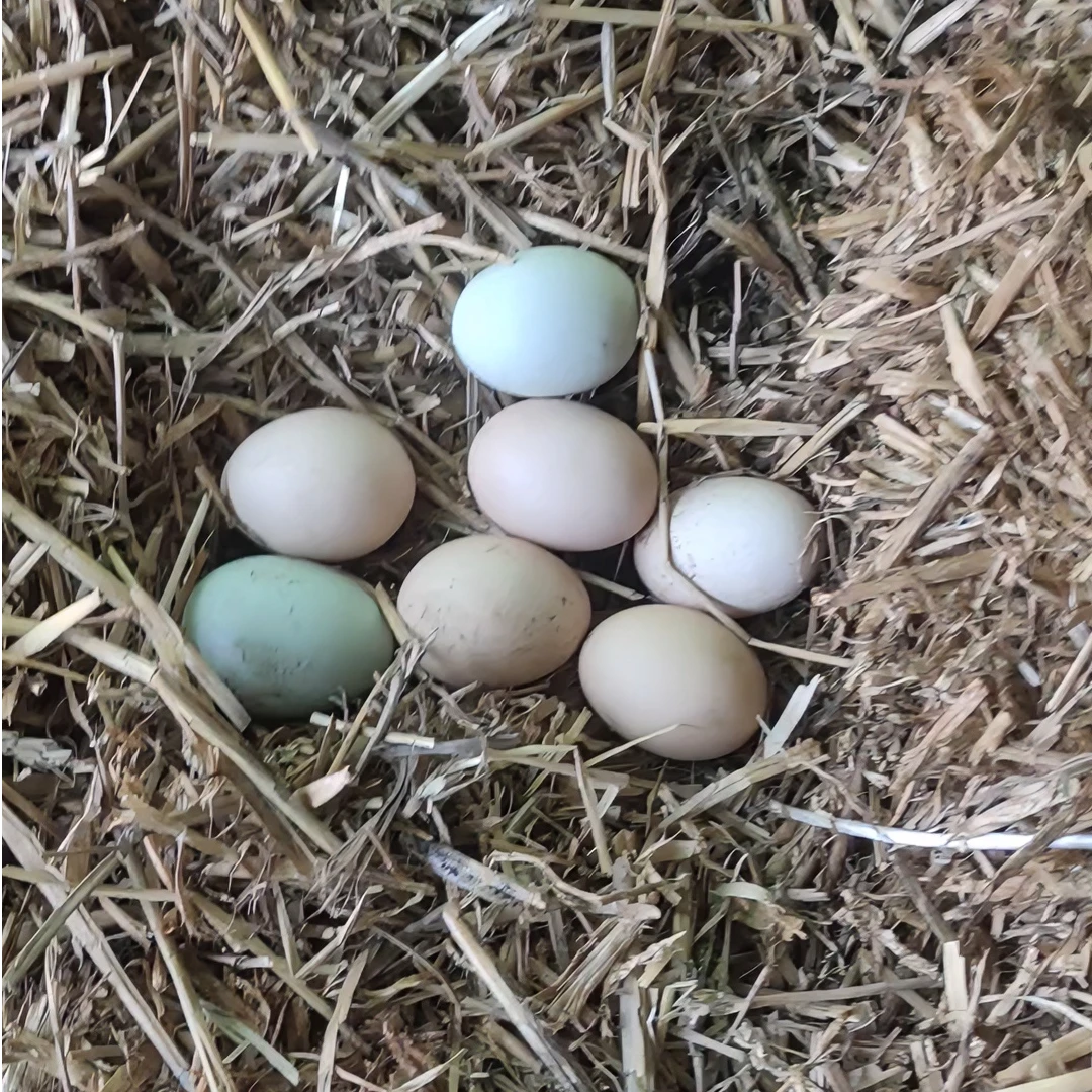 蛋伯鸡叔正宗山林散养草鸡蛋50枚