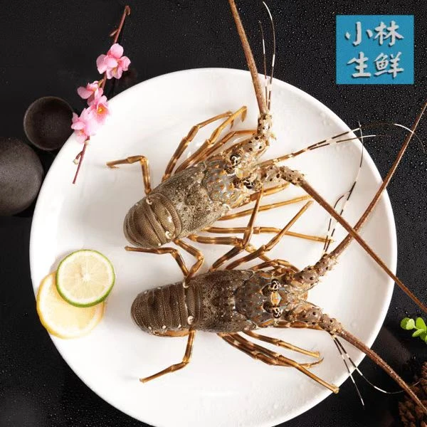 小青龙 三只一份 鲜活小青龙一只200-250克