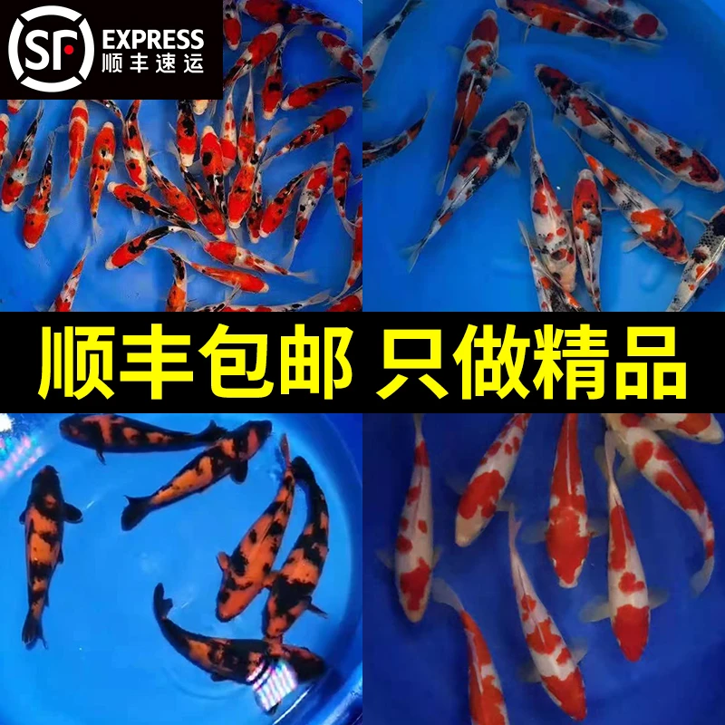 锦鲤锦鲤观赏鱼，直播专用链接