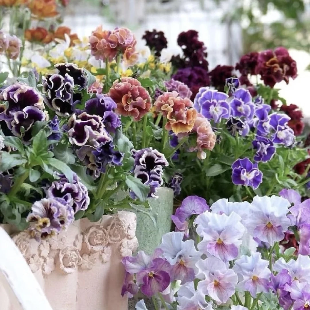 角瑾盆栽带花阳台庭院耐寒好养易活高颜值懒人必备