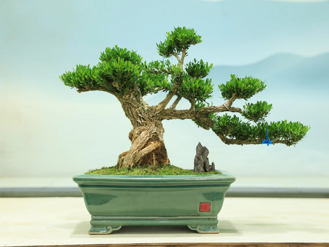 广东省皱皮雀舌黄杨盆栽绿植室内办公室造型盆景美观清新绿色盆栽