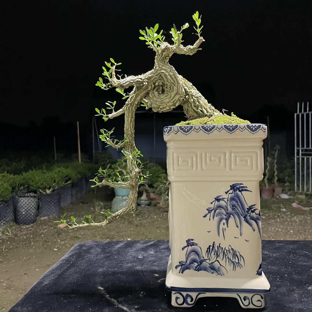 微盆景小怪桩广东雀舌黄杨室内绿植盆栽阳台花草茶台盆景花卉基地