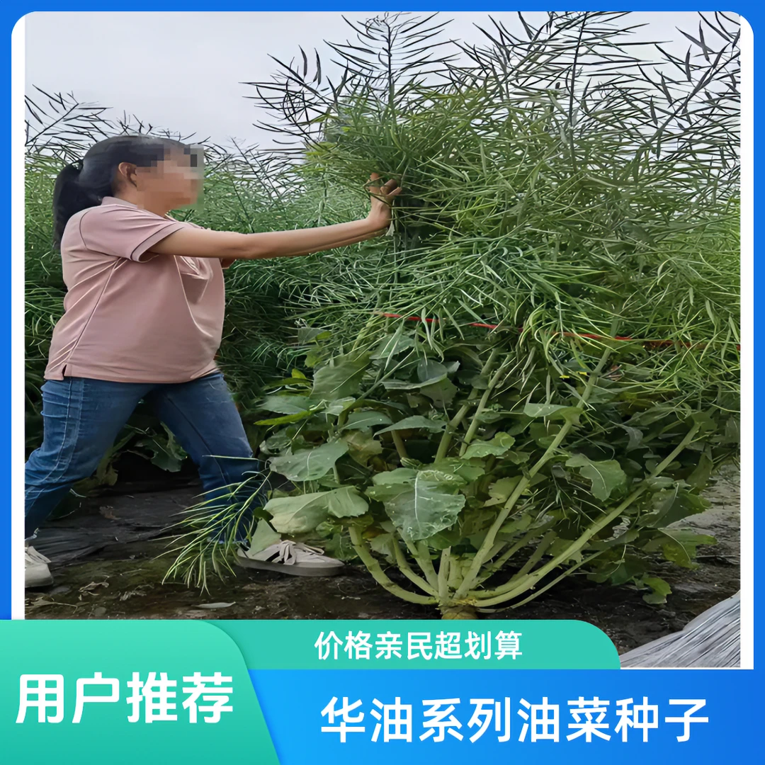 华油999大田油菜种籽强分支矮杆抗病抗倒高油率高产油菜籽种子
