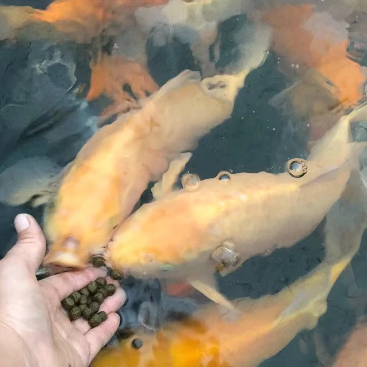 04  红白昭和锦鲤观赏鱼直播间实物为准活体锦鲤鱼冷水鱼饲养