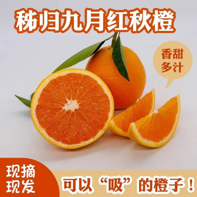 T秭归九月红果冻橙脐橙新鲜水果产地直发正宗当季整箱