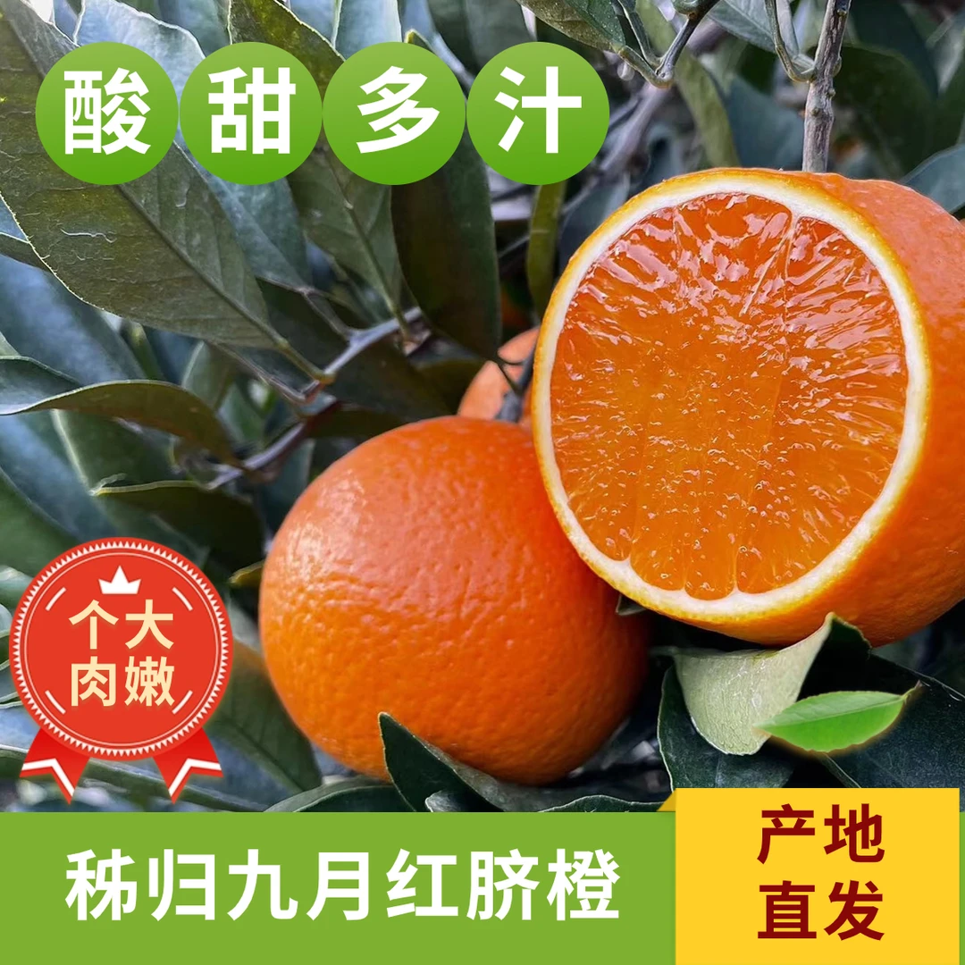湖北秭归九月红果冻橙子香甜爆汁现摘现发当季新鲜水果