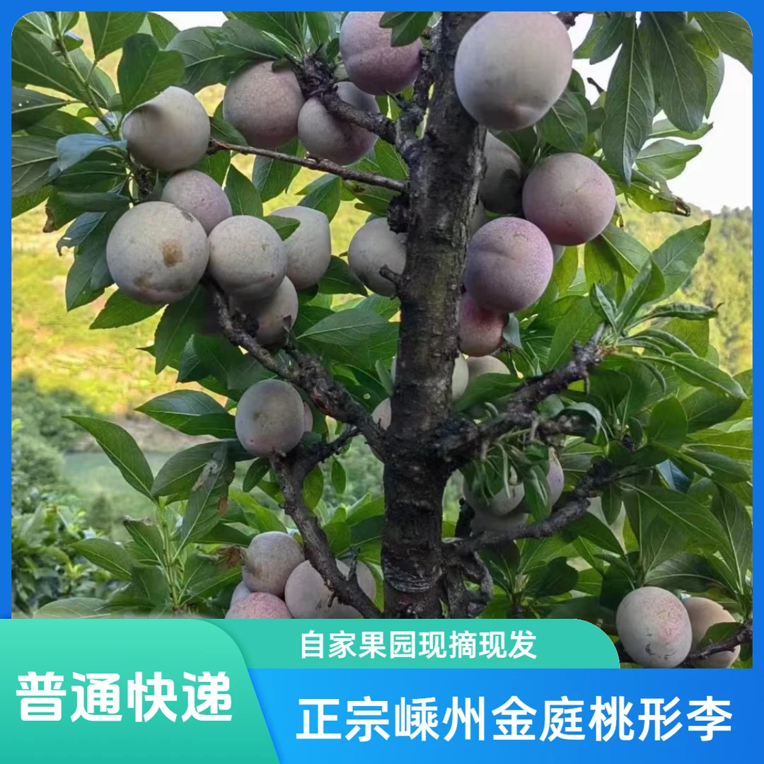 【普通快递】正宗嵊州金庭桃形李脆酸甜自家果园新鲜现摘现发精品