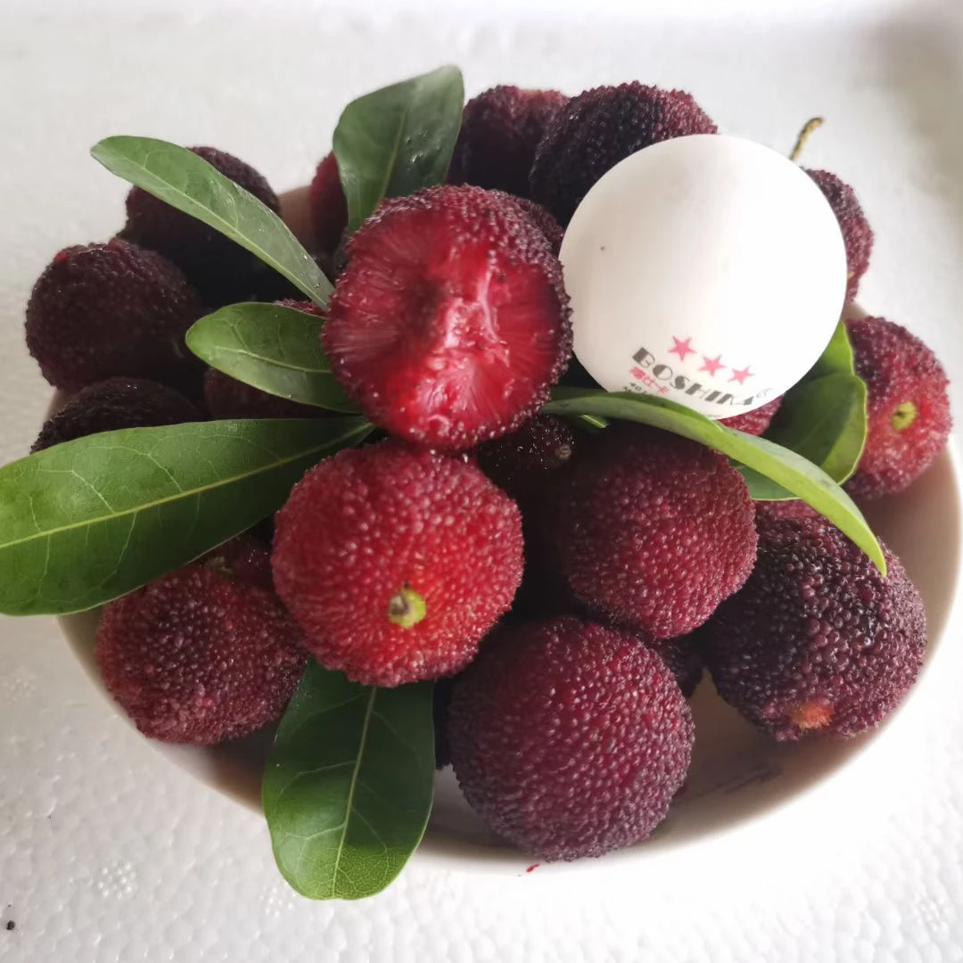 正宗包邮大果东魁杨梅大棵黑炭杨梅苗可阳台庭院盆栽地栽常年青绿