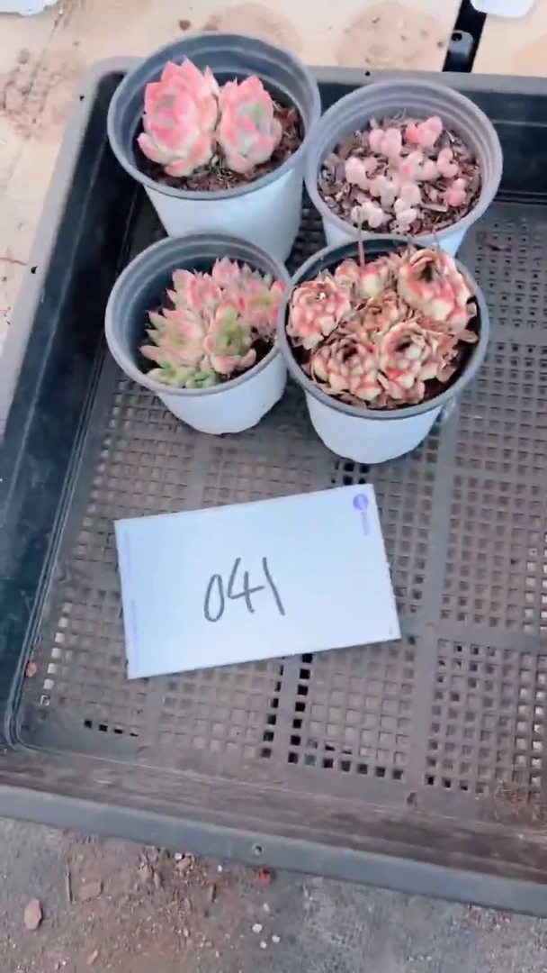 【闪购商品】精控套餐041号