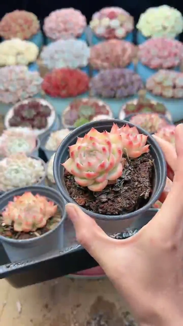 【闪购商品】法兰西玫瑰侧影