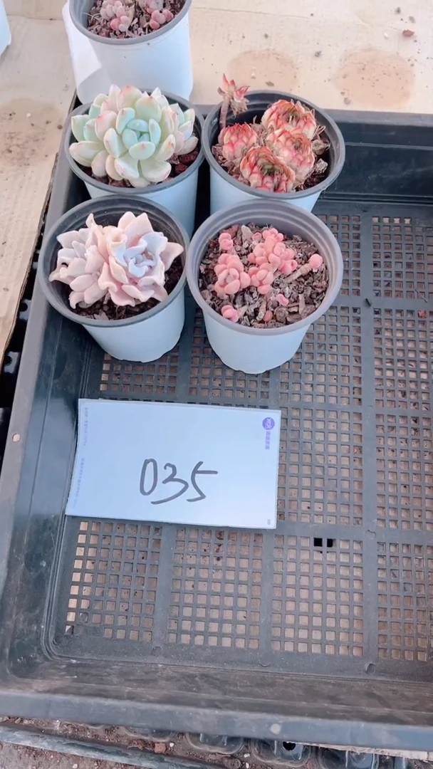 【闪购商品】精控套餐035号