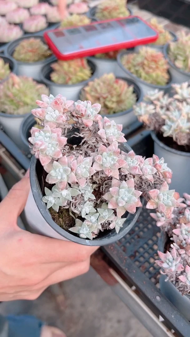 【闪购商品】老桩白菊