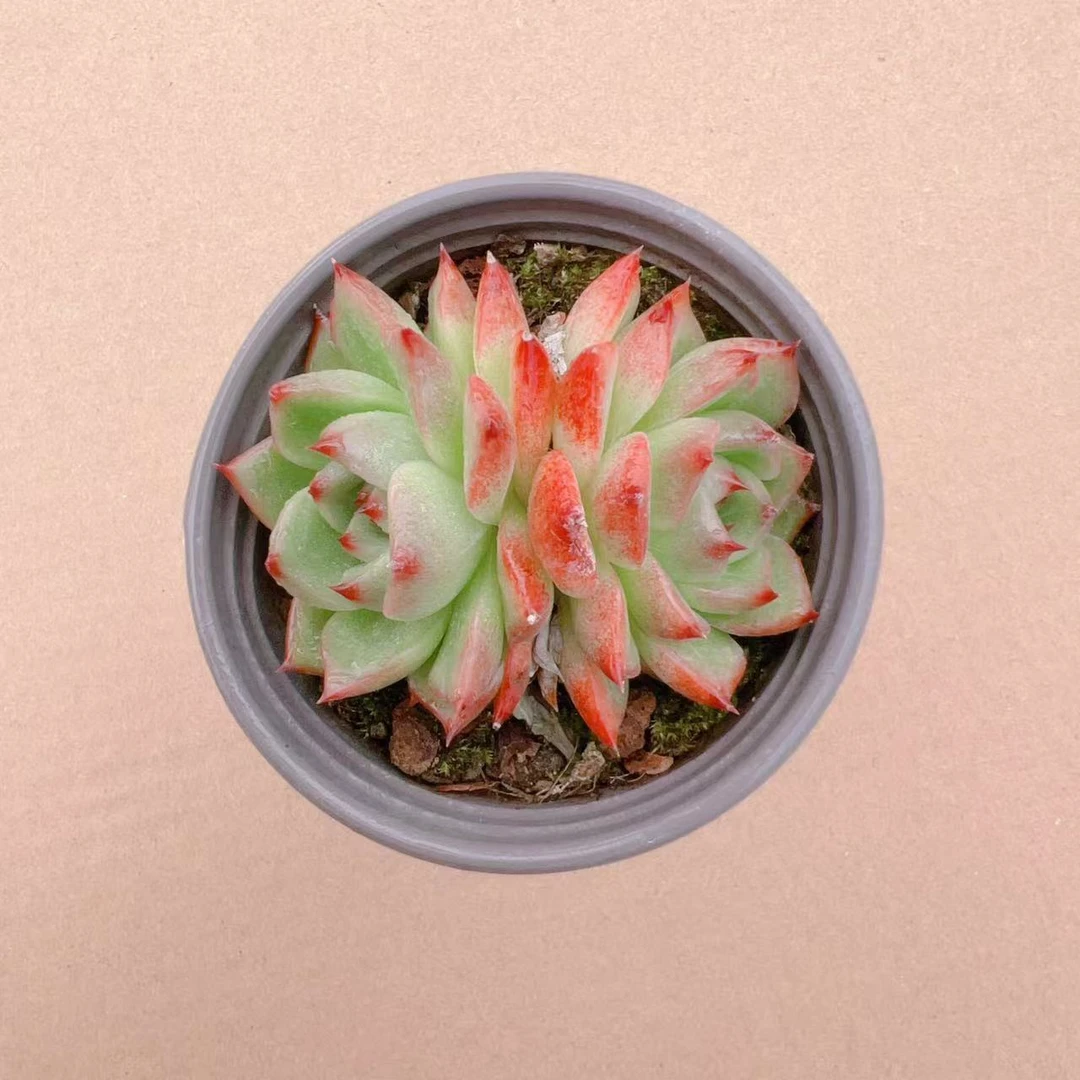 普罗拉 双头发货 冠幅6厘米左右 精控多肉植物  两单包邮