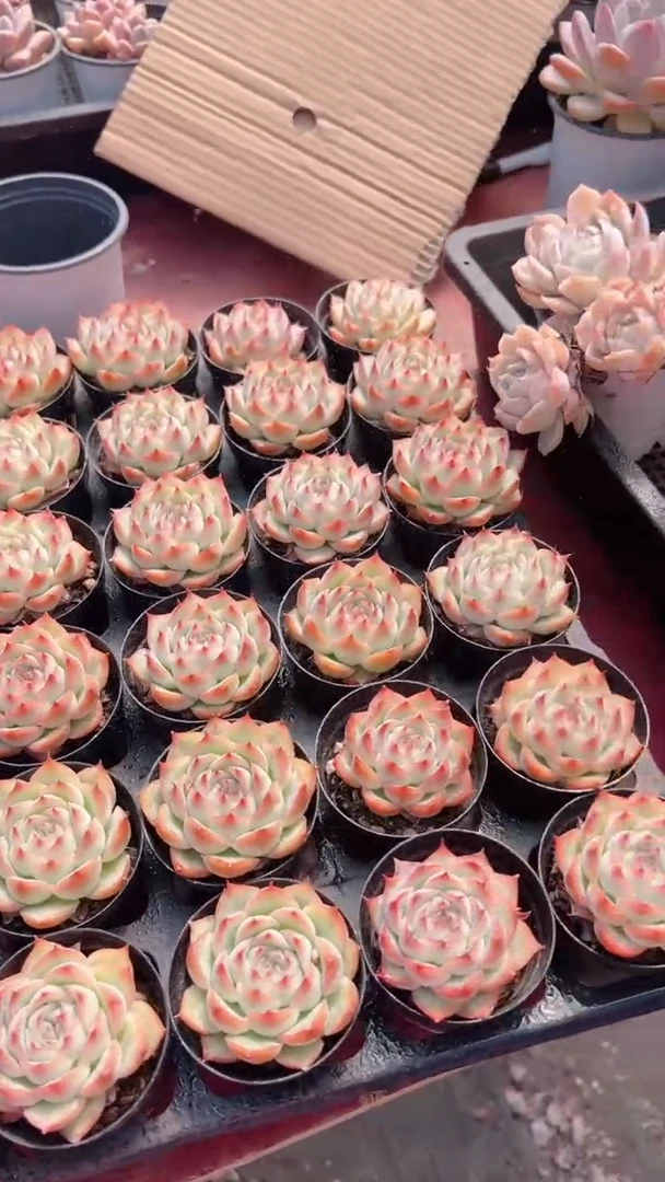 【闪购商品】法兰西玫瑰侧影三盆