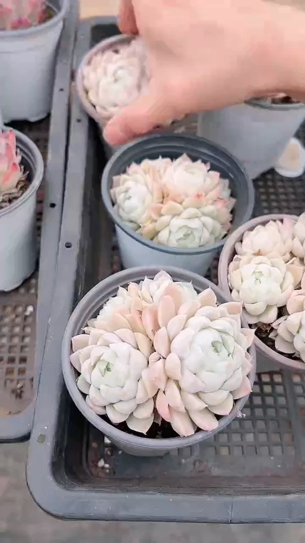 【闪购商品】3头发货白女王