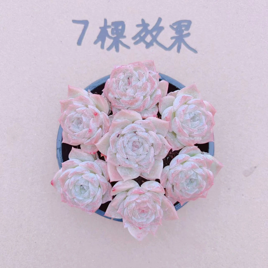 纯爱 七颗 冠幅3厘米左右 带土球发货 云南多肉植物