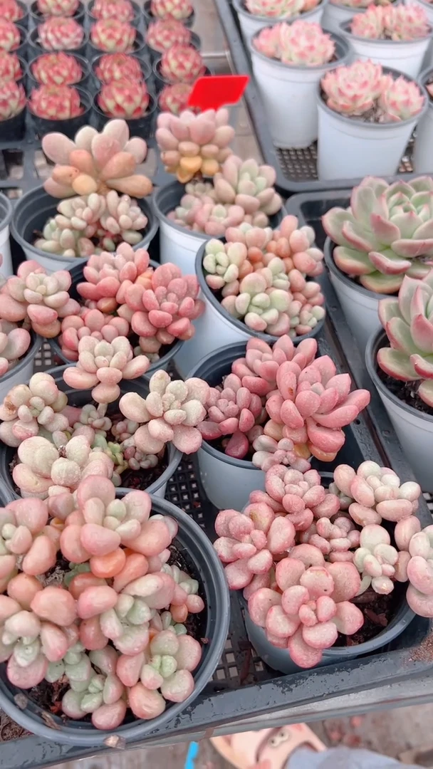 【闪购商品】先锋派 多头发货