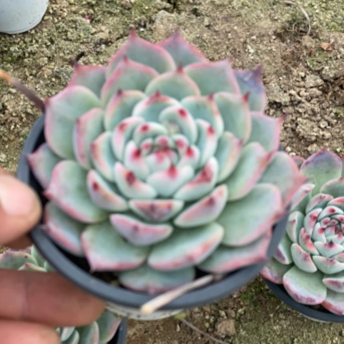 多肉植物甄选精品