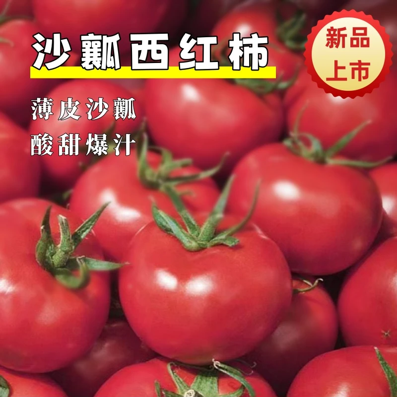 西红柿新鲜采摘儿时番茄味水果宁夏自产不催熟蔬菜产地直发无农残