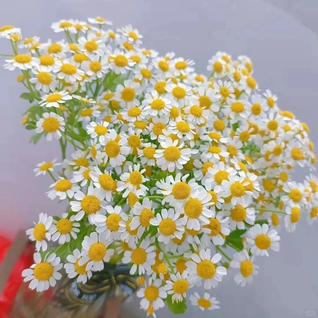 【插花搭配必备｜尤加利/黄莺草/洋甘菊/绿铃草/蓝星花】1扎随机发