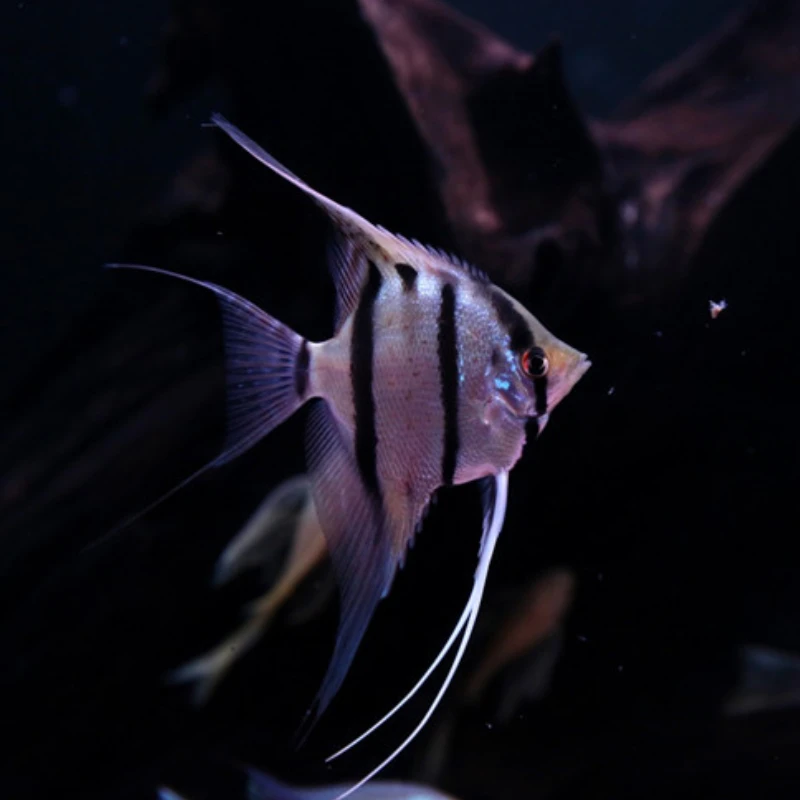 魔门斯卡红魔神仙鱼燕鱼埃及神仙鱼红背埃及七彩神仙黑神仙观赏鱼