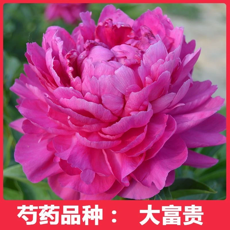 【大富贵】芍药   重瓣芍药带芽基地直发耐寒耐旱盆栽地栽庭院正宗