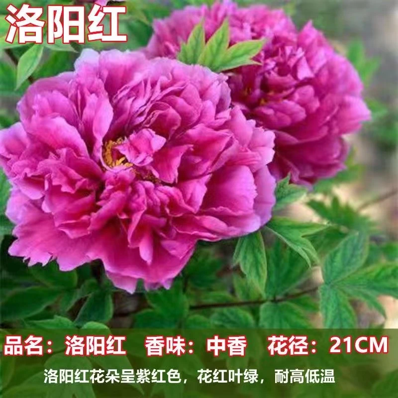 【洛阳红】珍品牡丹： 精品壮苗 带护心土发货耐寒耐旱盆栽地栽