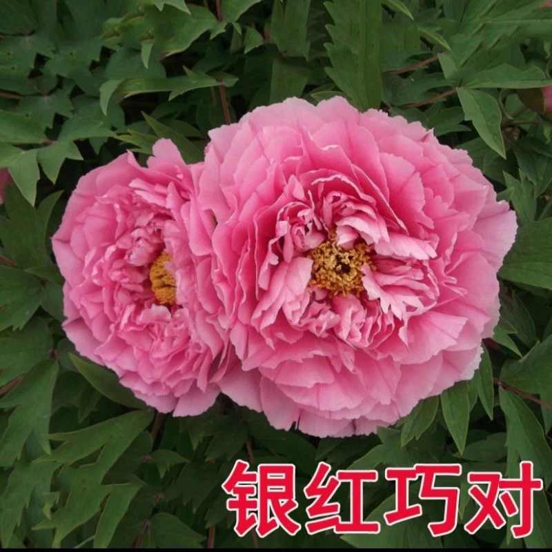 （现挖现发）【银红巧对】珍品牡丹：精品牡丹耐寒耐旱庭院阳台