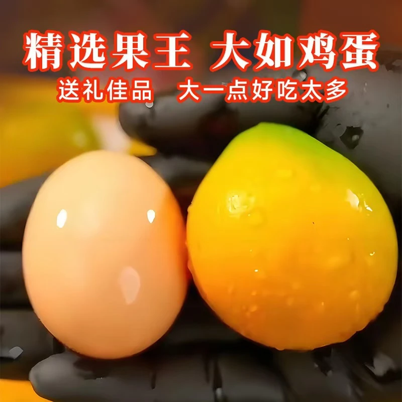 【比鸡蛋大 大果王 送礼佳品】第三代脆蜜金柑纯甜金桔无籽不麻嘴
