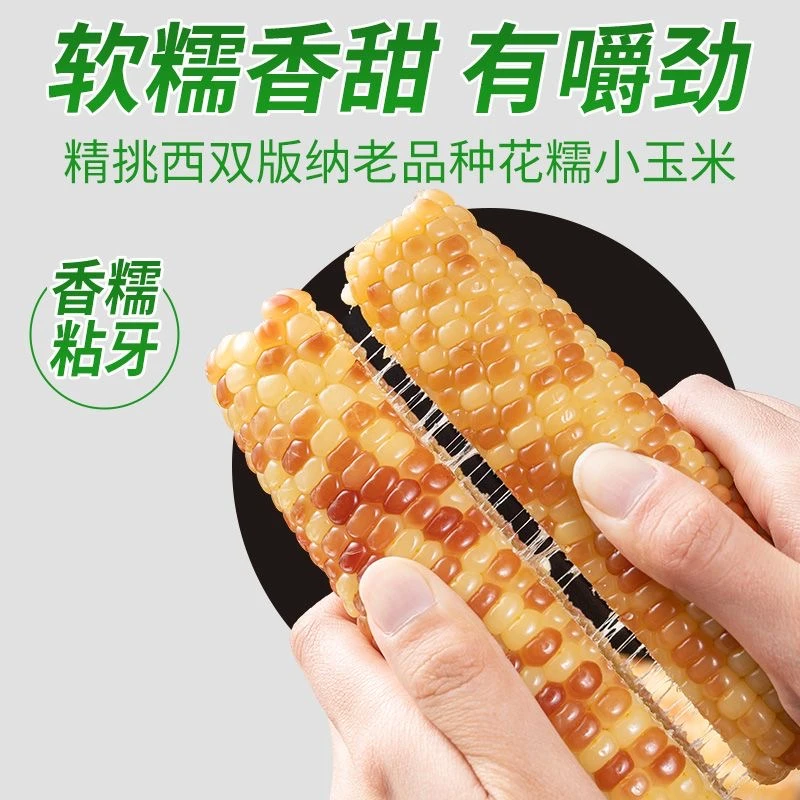 【2斤 尝鲜】云南西双版纳香糯小花糯包谷玉米棒真空袋装即食粗粮