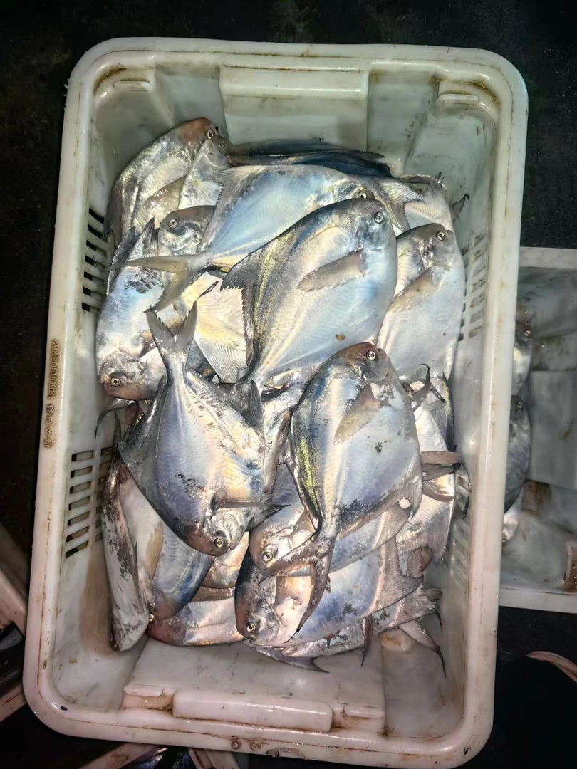 本地银昌鱼，一斤称4-6条左右，最后一网的货