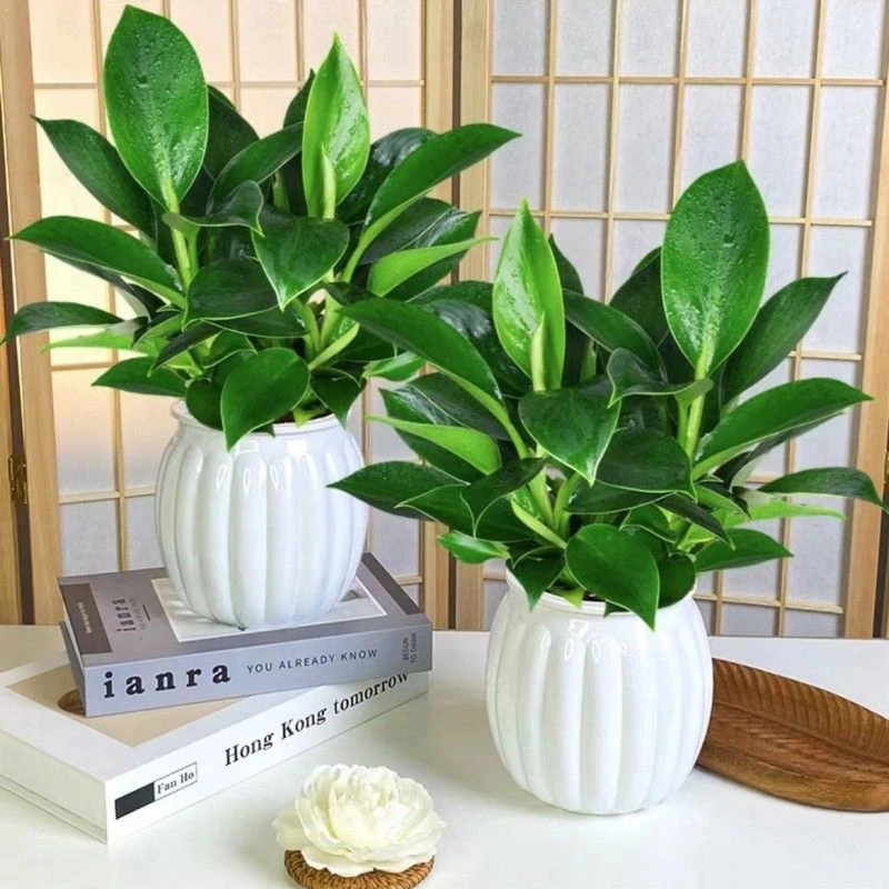 【店长推荐】大叶金钻盆栽花植物室内养不死的绿植吸除甲醛净化空气