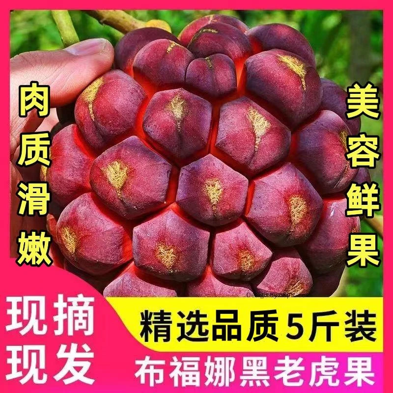 新鲜黑老虎水果血藤果布福娜酒饭团稀奇古怪当季稀有恶魔果实10斤