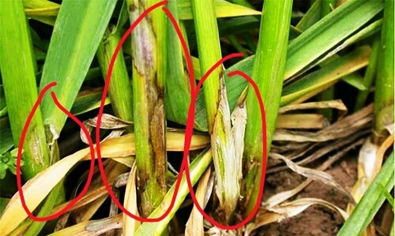 戊唑菌剂1单50袋（送细胞唤醒3袋）