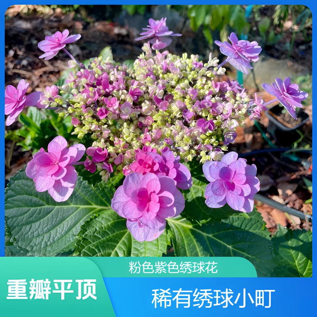 重瓣平顶小町绣球花 1加仑 中大型日本进口大花大花鲜艳